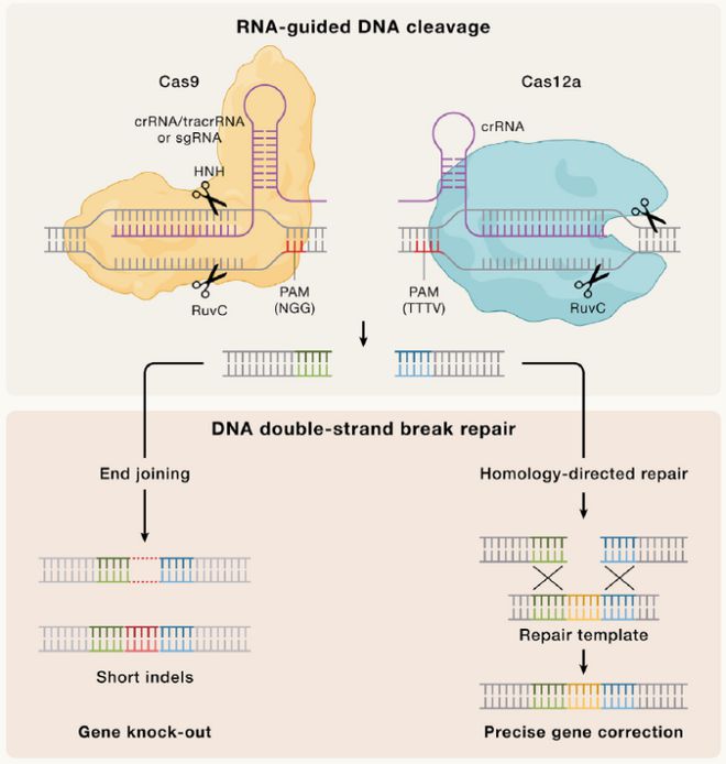 Cell｜CRISPR基因編輯技術(shù)的過去、現(xiàn)在和未來(圖2)