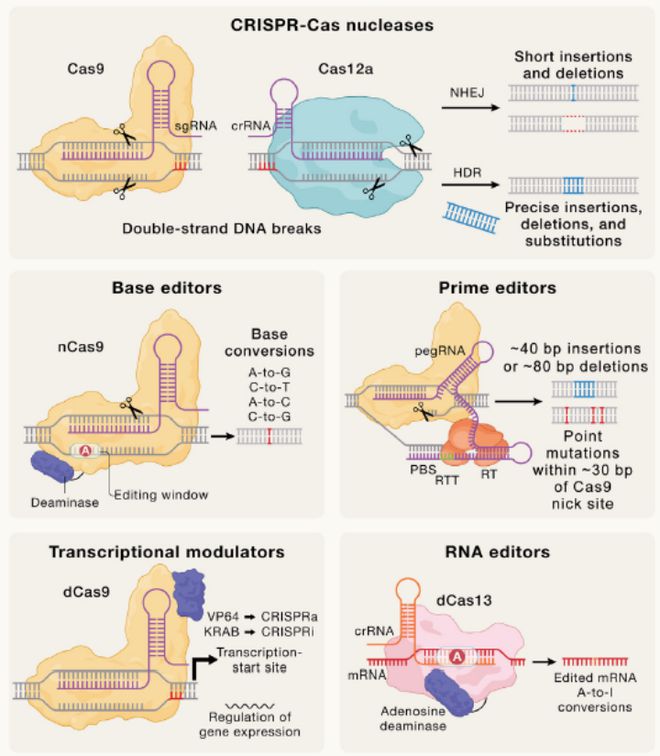 Cell｜CRISPR基因編輯技術(shù)的過去、現(xiàn)在和未來(圖4)
