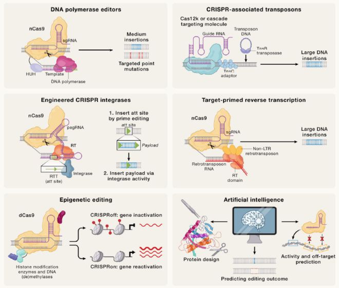 Cell｜CRISPR基因編輯技術(shù)的過去、現(xiàn)在和未來(圖7)